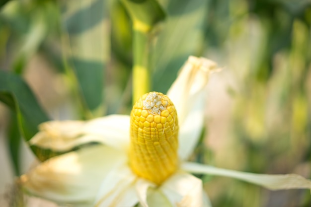 corn, ear of yellow corn with the kernels still attached to the cob in organic garden.