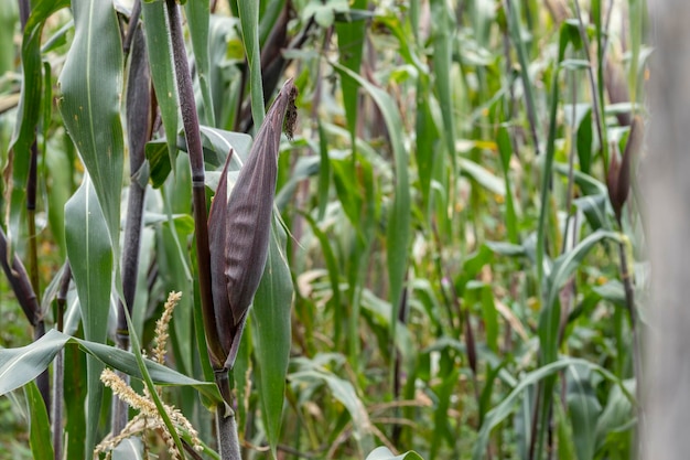 Corn or elote before being grown in a field or field in Mexico