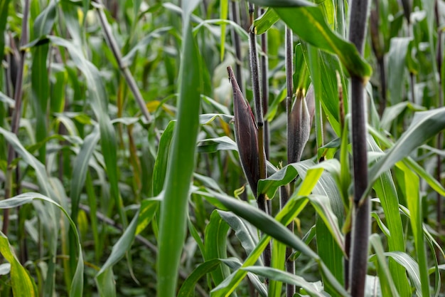 Corn or elote before being grown in a field or field in Mexico