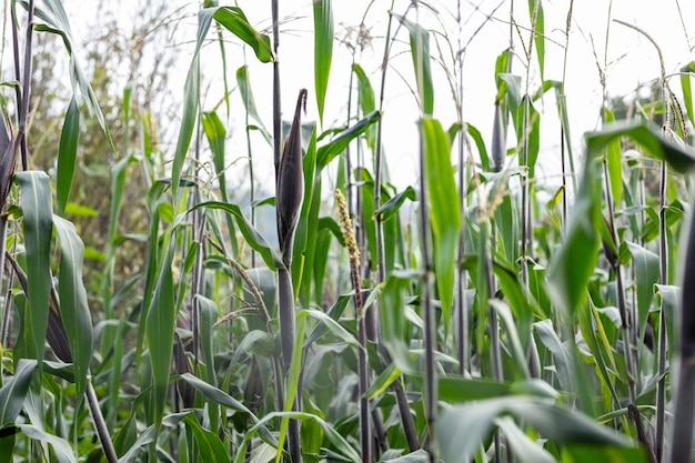 Corn or elote before being grown in a field or field in Mexico