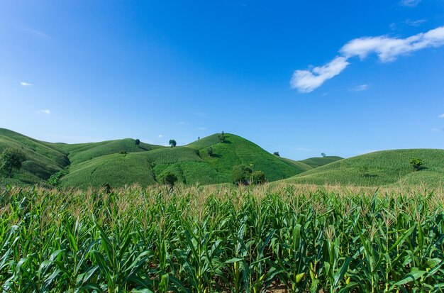 Corn farm on hill with blue sky and sunset background