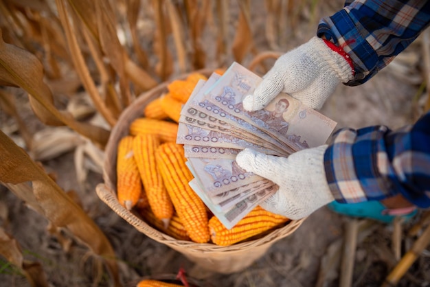 Corn farmers hold Thai bank notes worth 5000 baht that people receive from the government