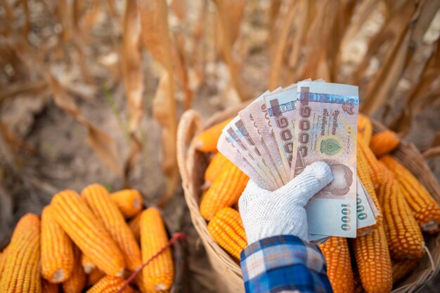 Corn farmers hold Thai bank notes worth 5000 baht that people receive from the government