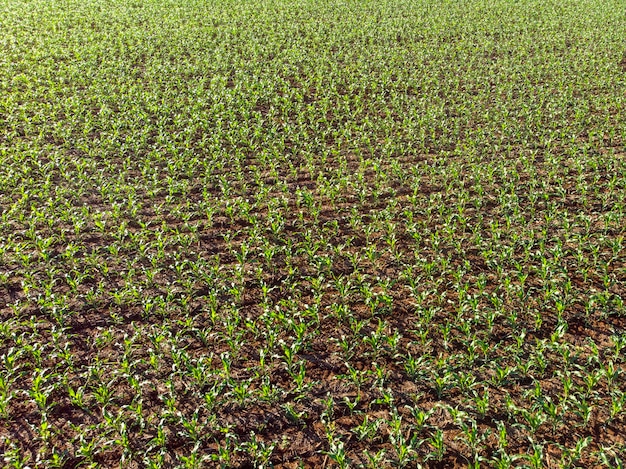 Corn field aerial over the rows of corn stalks excellent growth ripening of the corn field Agriculture theme