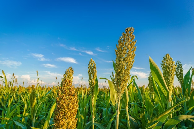 corn field against a blue sky with clouds