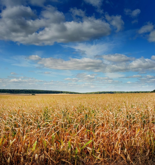 Corn field under beautiful blue sky with clouds yellow leaves ripening before harvest