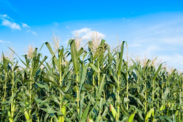 Corn field in clear day Corn tree at farm land with blue cloudy Sky