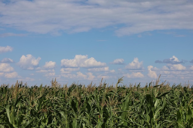 Corn in the field close-up, fodder corn for livestock.