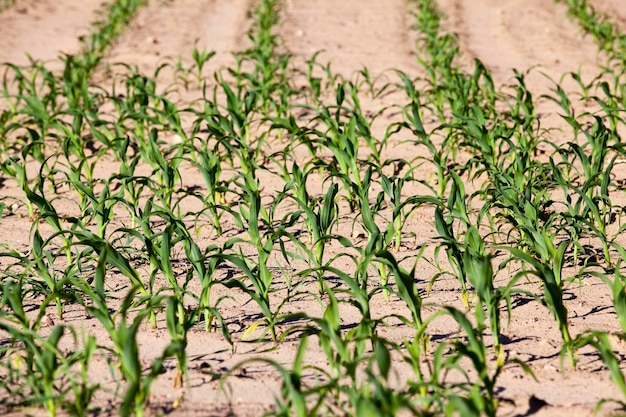 Corn field closeup