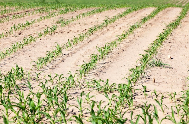 Corn field closeup