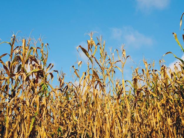 corn field during harvest and blue skyDry corn fields ready for harvest