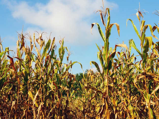 corn field during harvest and blue skyDry corn fields ready for harvest