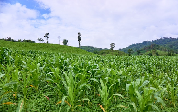 Corn field in the hill.