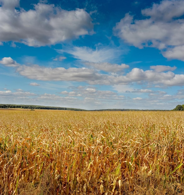 A corn field is ready for harvest under a beautiful blue sky with clouds