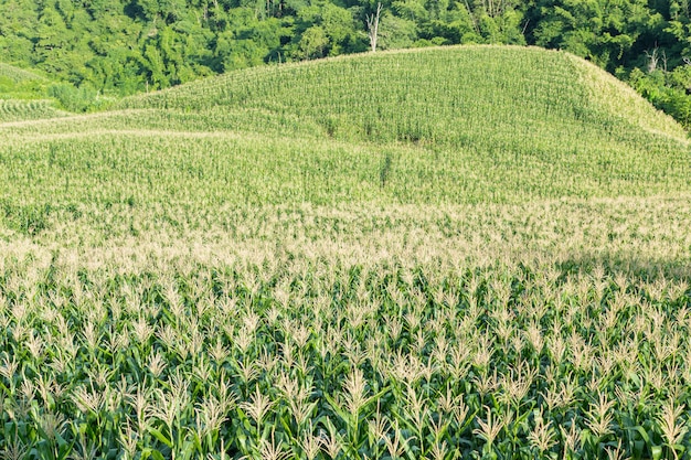 Corn field on the moutain