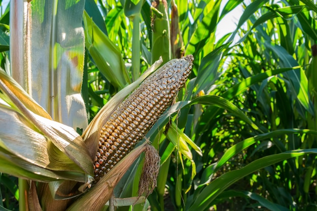 Corn in the field painted with gold paint