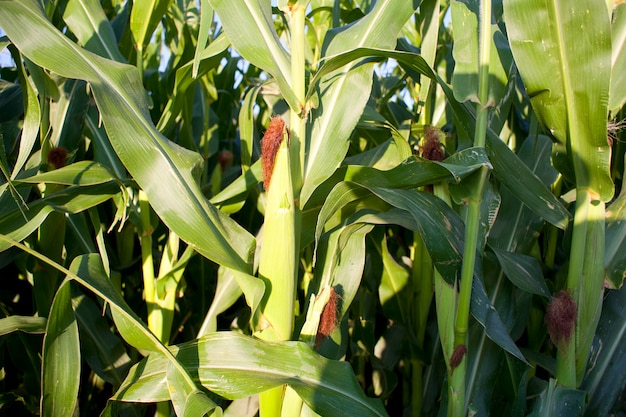 Corn field in the spanish countryside