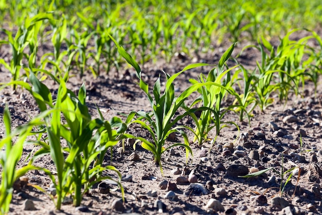 Corn field summer time