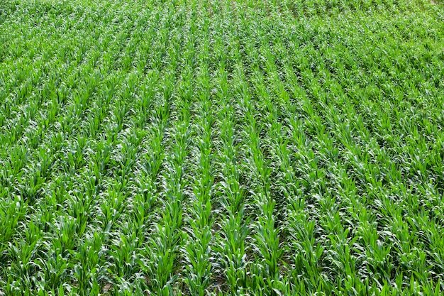 Corn field summer