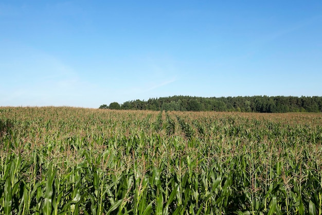 Corn field summer