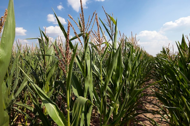 Corn field summer