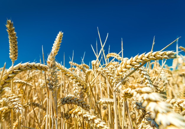 Corn field during summertime