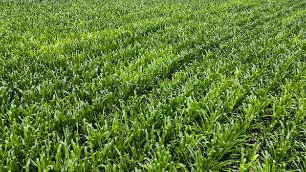 Corn field top view, aerial view of green unripe corn crop field