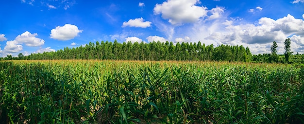 Corn field view of agriculture