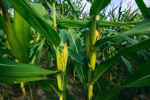 Corn field view of agriculture