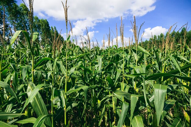 Corn field view of agriculture