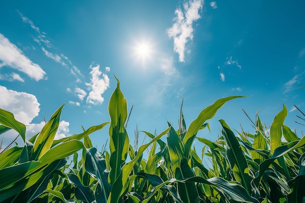 a corn field with the sun shining through the clouds