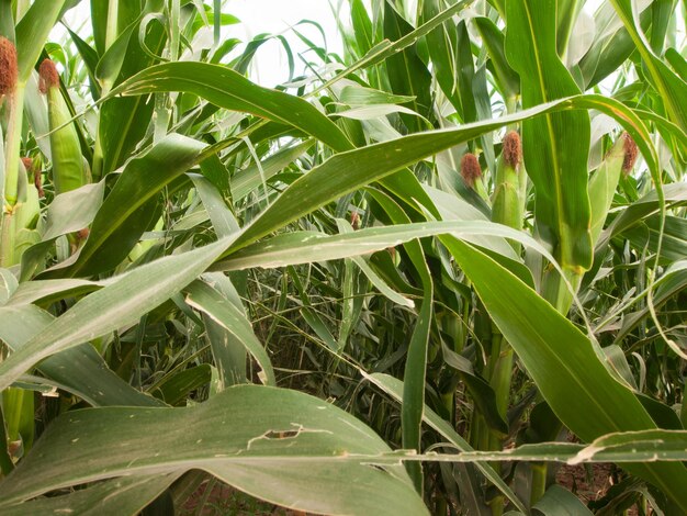 Corn field