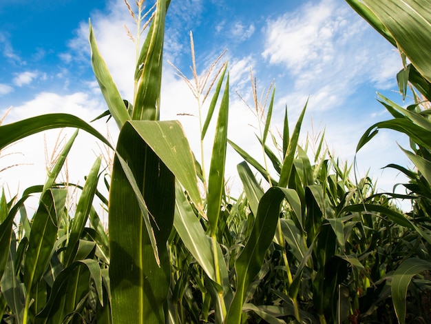 Corn field