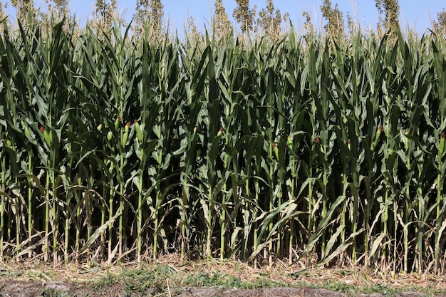 corn field