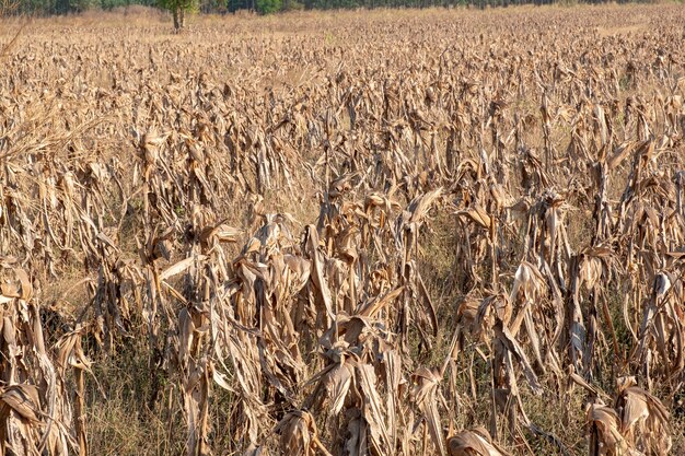 Corn fields afrer harvest in sunset sky