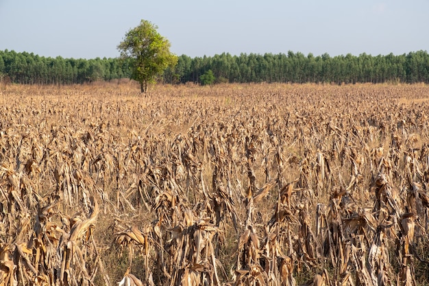 Corn fields afrer harvest in sunset sky