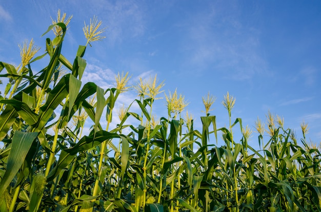 Corn fields with blue sky