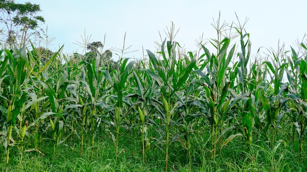 Corn garden growing fresh on plantation