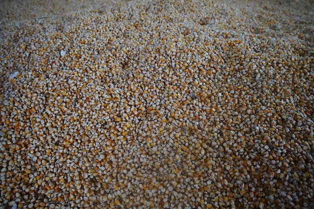 corn grains on the ground after harvest