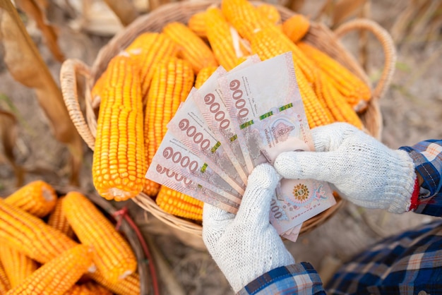 Corn growers hold Thai bank notes The concept of the profit from the trade behind is corn and corn fields