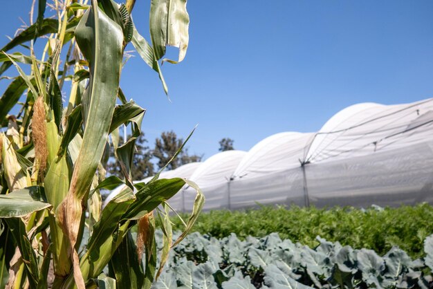 Corn growing outside greenhouse