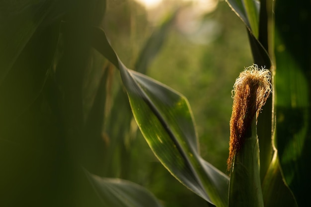 Corn grows in the garden Agriculture agronomy industry