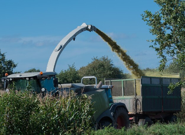 Photo corn harvest corn forage harvester in action harvest truck with tractor