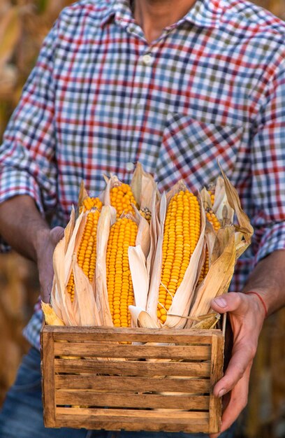 Corn harvest in the hands of a farmer Selective focus