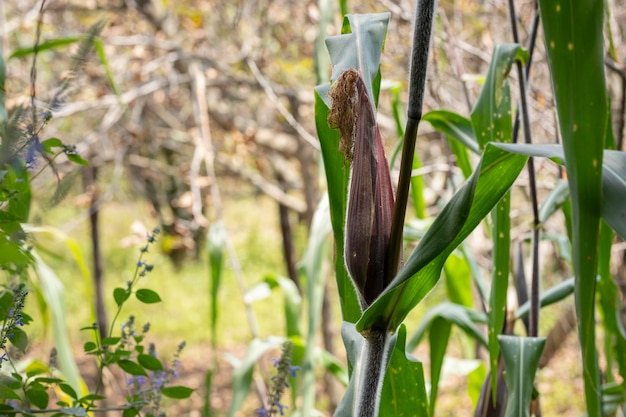 Corn in its milpa in a field crop in the open air