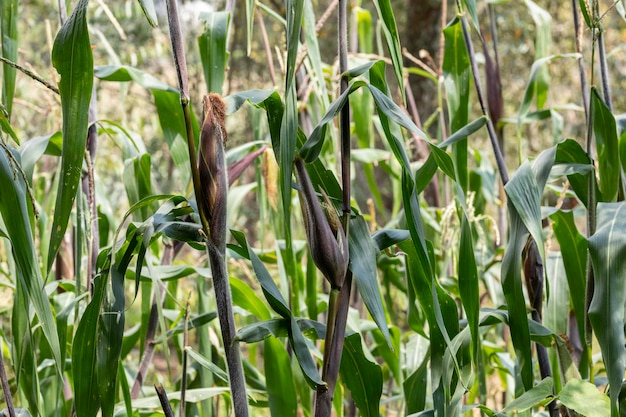 Corn in its milpa in a field crop in the open air