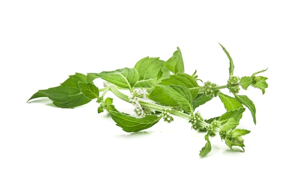 Corn mint flowers and leaves on a white background