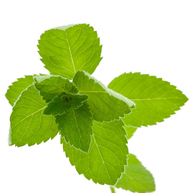 Corn Mint isolated