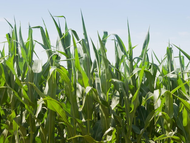 Corn on the organic farm.