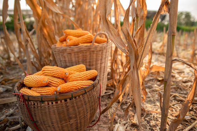 Corn placed in a basket Farmer harvest concept of corn planting